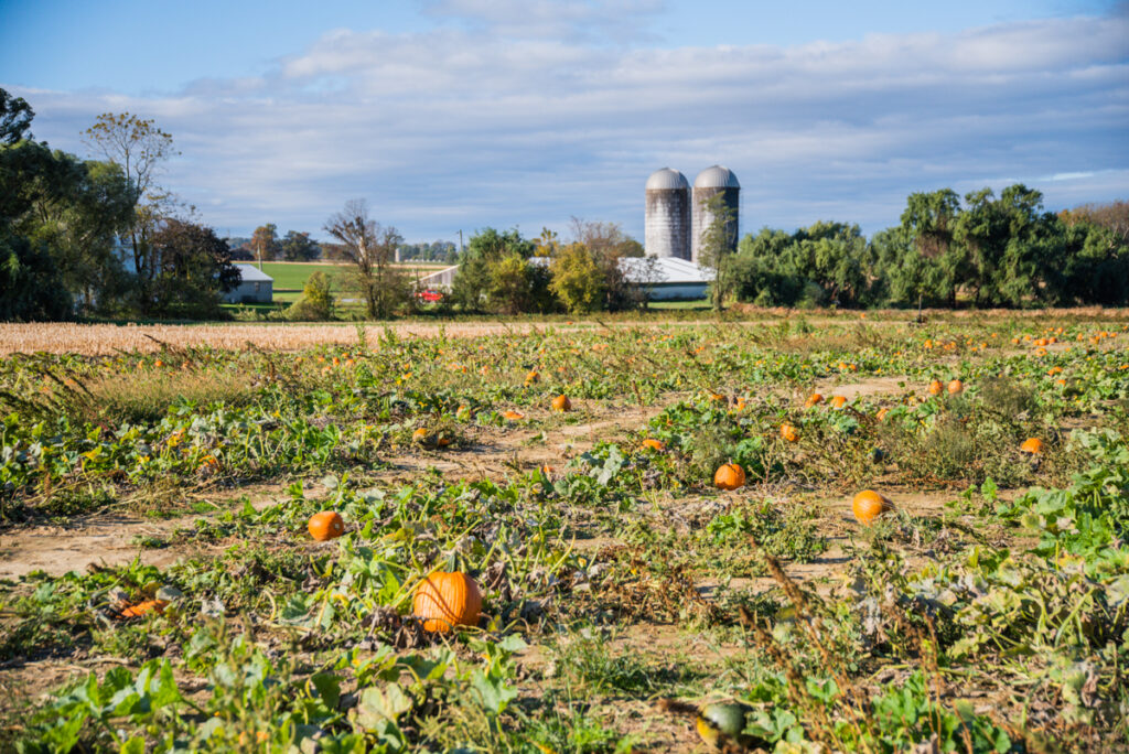 Pumpkin farm with two silos