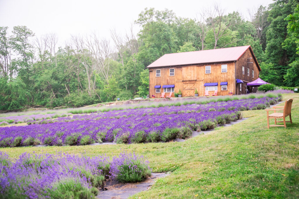 Fields of lavender plants in bloom with a wooden farm house
