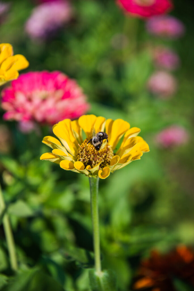 Bee on a yellow zinnia