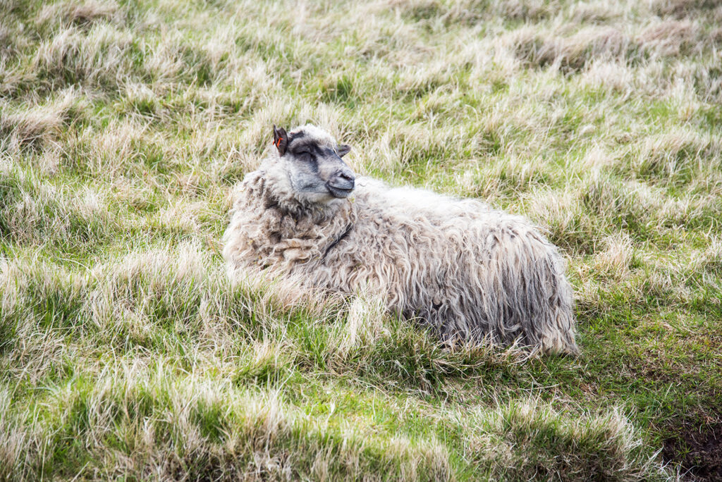 Grey and white sheep sleeping in the grass