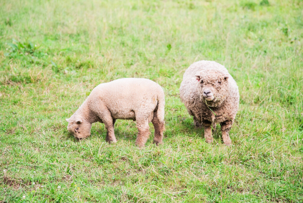 Two sheep eating grass