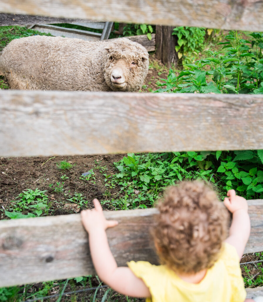 Girl looking at sheep through a fence